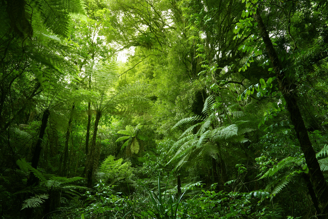 Deep Forest Photograph Print 100% Australian Made