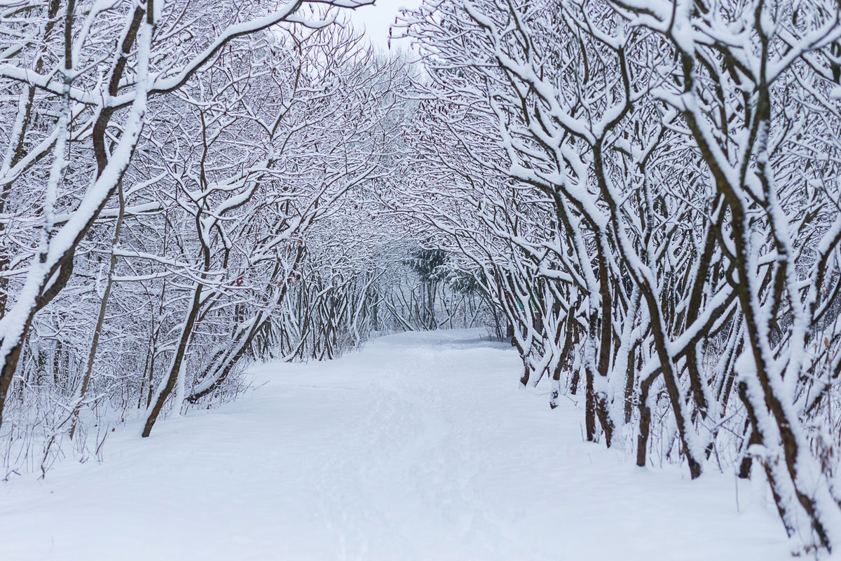 Snow Covered Forest Photograph Print 100% Australian Made
