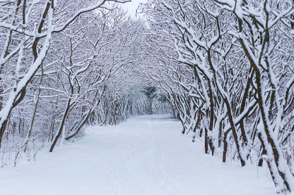 Snow Covered Forest Photograph Print 100% Australian Made