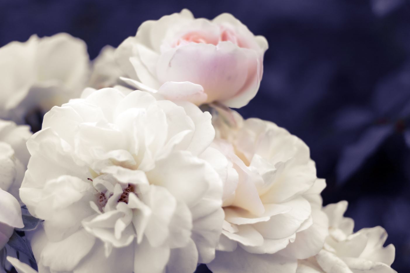 White Flowers Closeup Photograph Home Decor Premium Quality Poster Print Choose Your Sizes