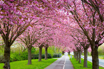 Blossom Trees Along the Road View Home Decor Premium Quality Poster Print Choose Your Sizes