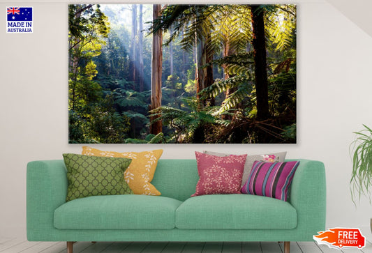 Sunrays in Forest Photograph Print 100% Australian Made