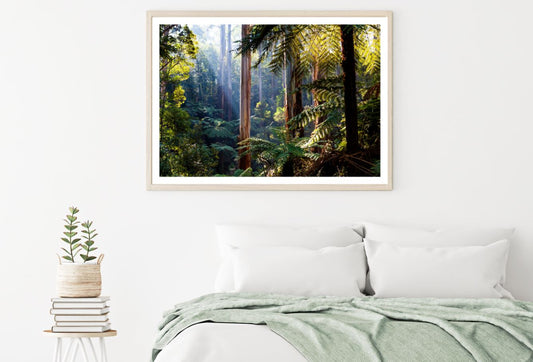 Sunrays in Forest Photograph Home Decor Premium Quality Poster Print Choose Your Sizes