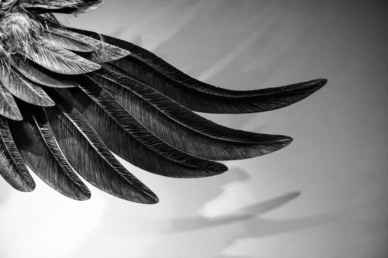 Feathers Closeup B&W Photograph Home Decor Premium Quality Poster Print Choose Your Sizes