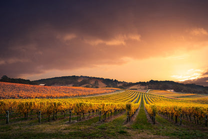 Yellow Flower Field Scenery View Print 100% Australian Made