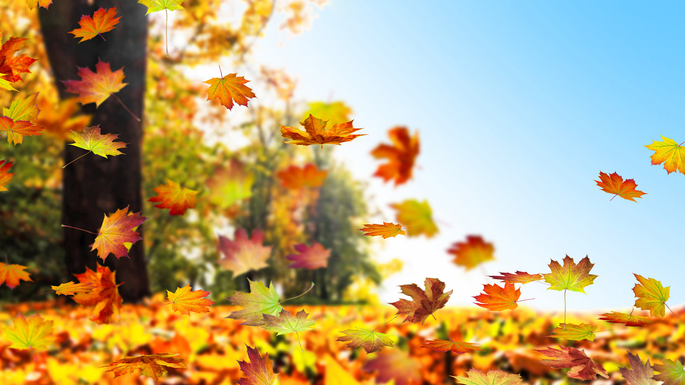 Autumn Leaves Falling Photograph Home Decor Premium Quality Poster Print Choose Your Sizes