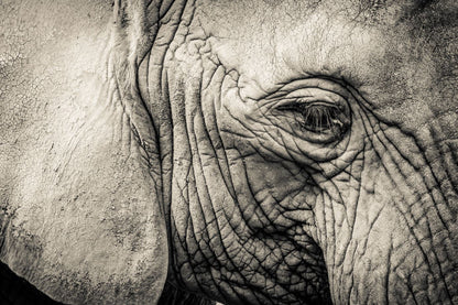 Elephant Eye Closeup Photograph Home Decor Premium Quality Poster Print Choose Your Sizes