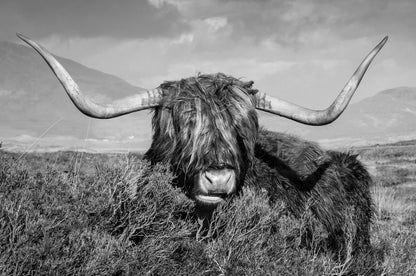 Highland Cow on Grass B&W Print 100% Australian Made
