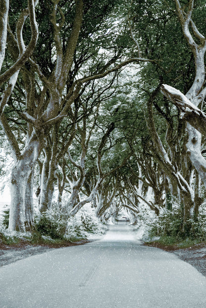 Dark Hedges Street Print 100% Australian Made