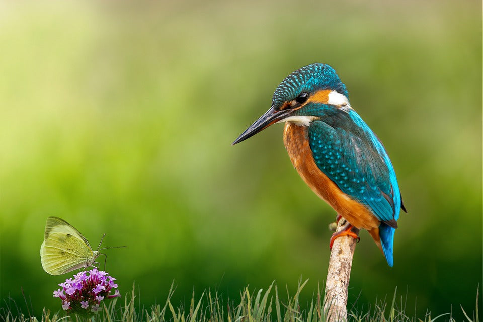 Kingfisher Bird & Butterfly Photograph Print 100% Australian Made