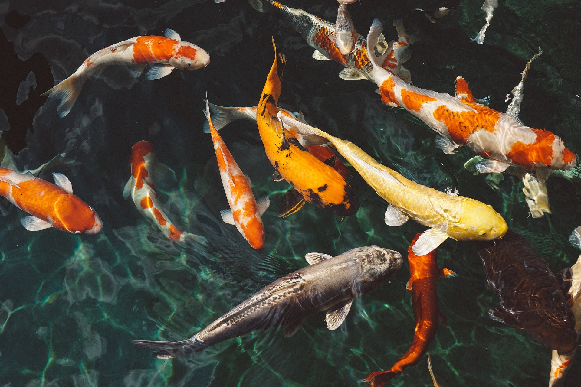 Koi Fish in a Pond Photograph Print 100% Australian Made