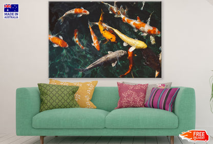 Koi Fish in a Pond Photograph Print 100% Australian Made