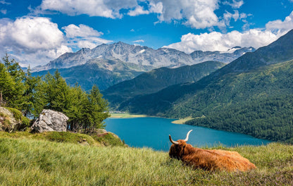 Stunning Nature Scenery View with Highland Cow Photograph Print 100% Australian Made