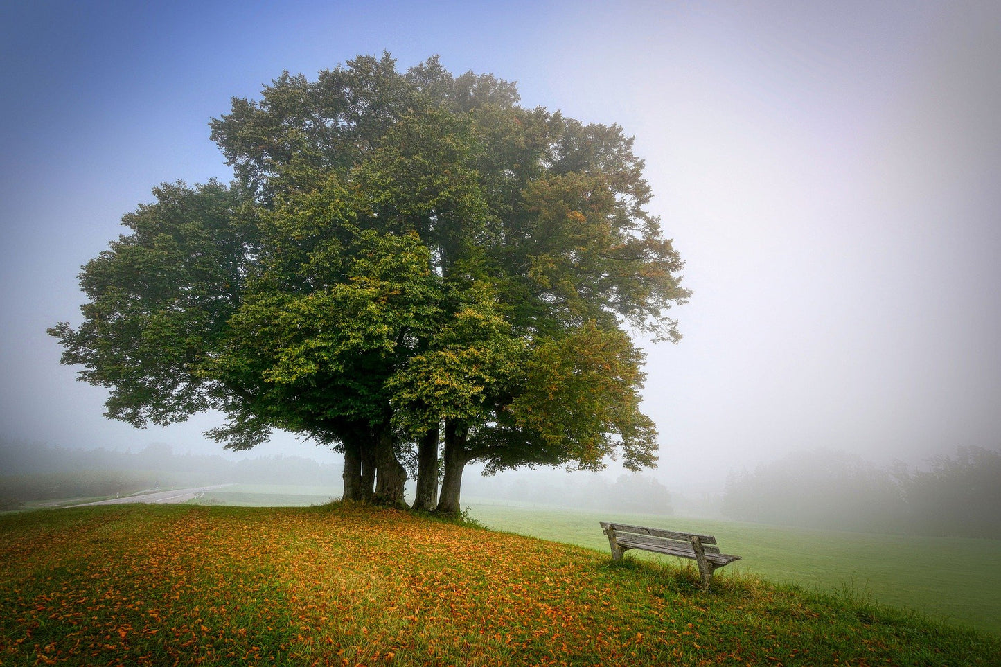 Tree on Mist Scenery Photograph Home Decor Premium Quality Poster Print Choose Your Sizes