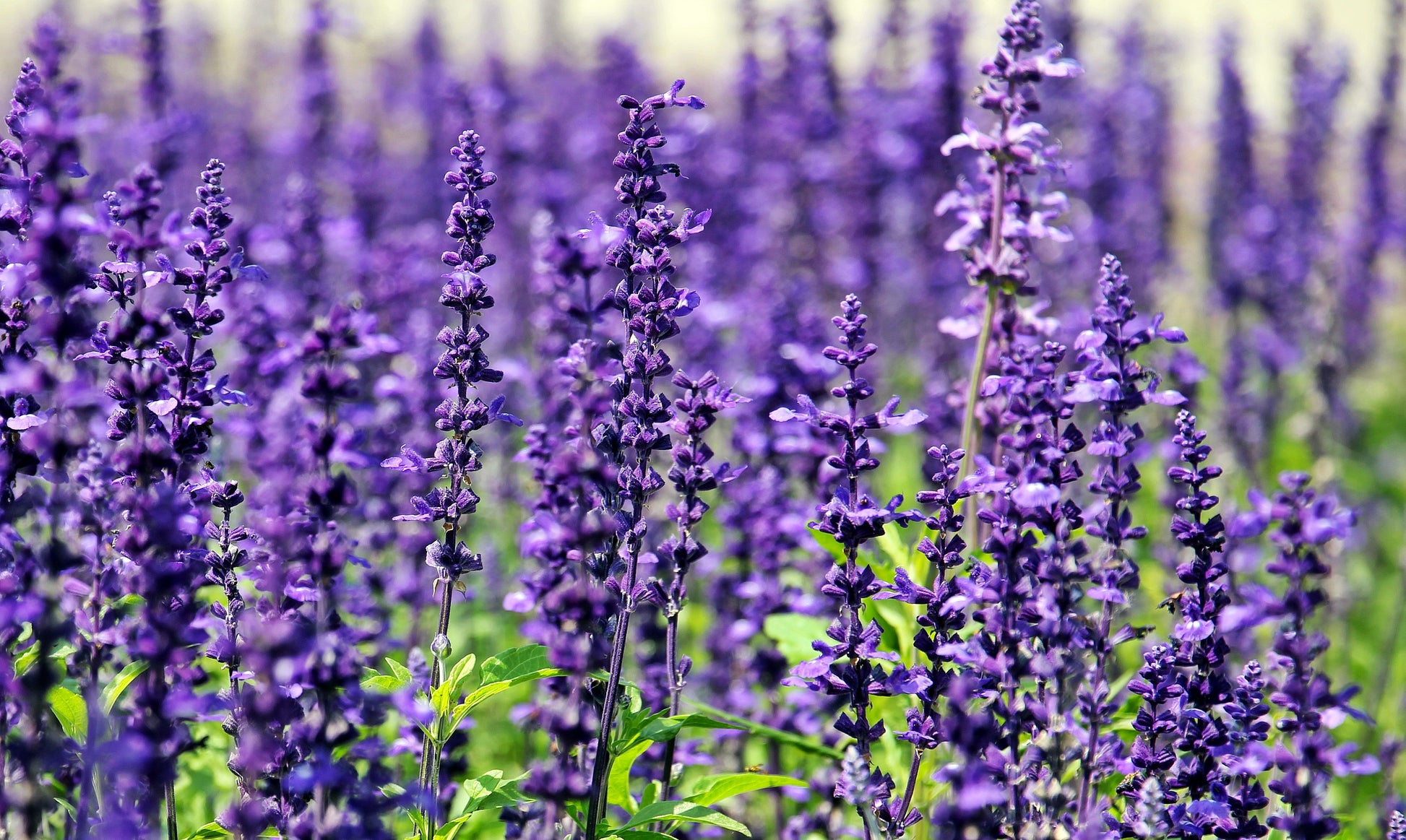 Lavender Field Closeup Photograph Print 100% Australian Made