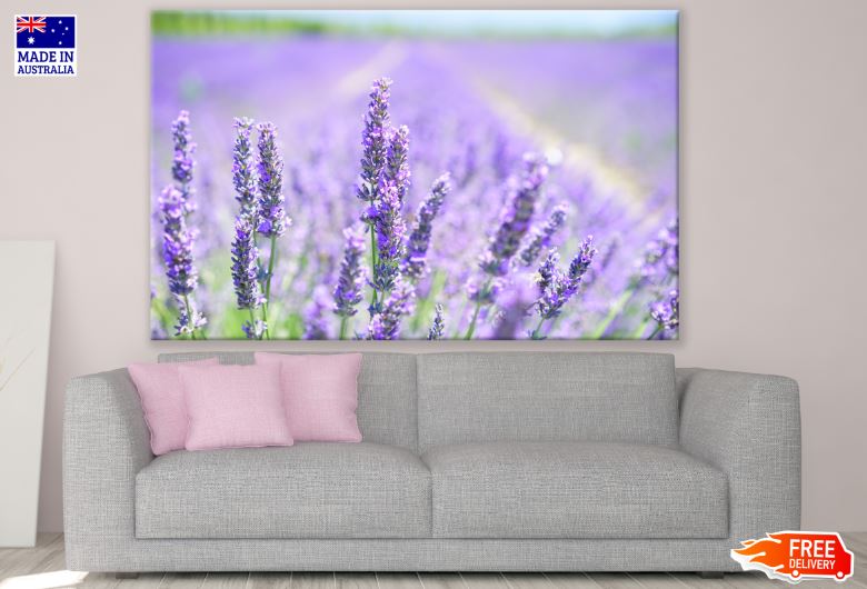 Lavender Field Closeup Photograph Print 100% Australian Made