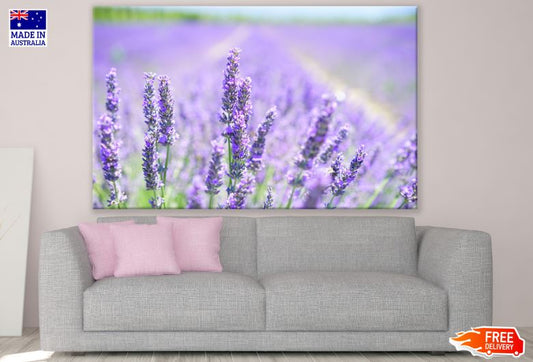 Lavender Field Closeup Photograph Print 100% Australian Made