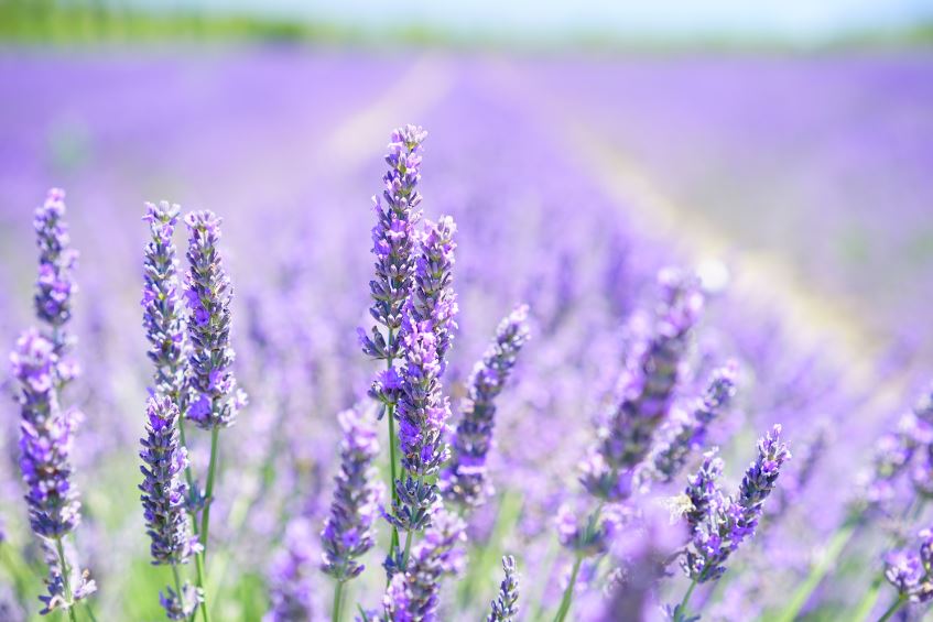 Lavender Field Closeup Photograph Print 100% Australian Made