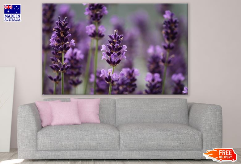 Lavender Field Closeup Photograph Print 100% Australian Made