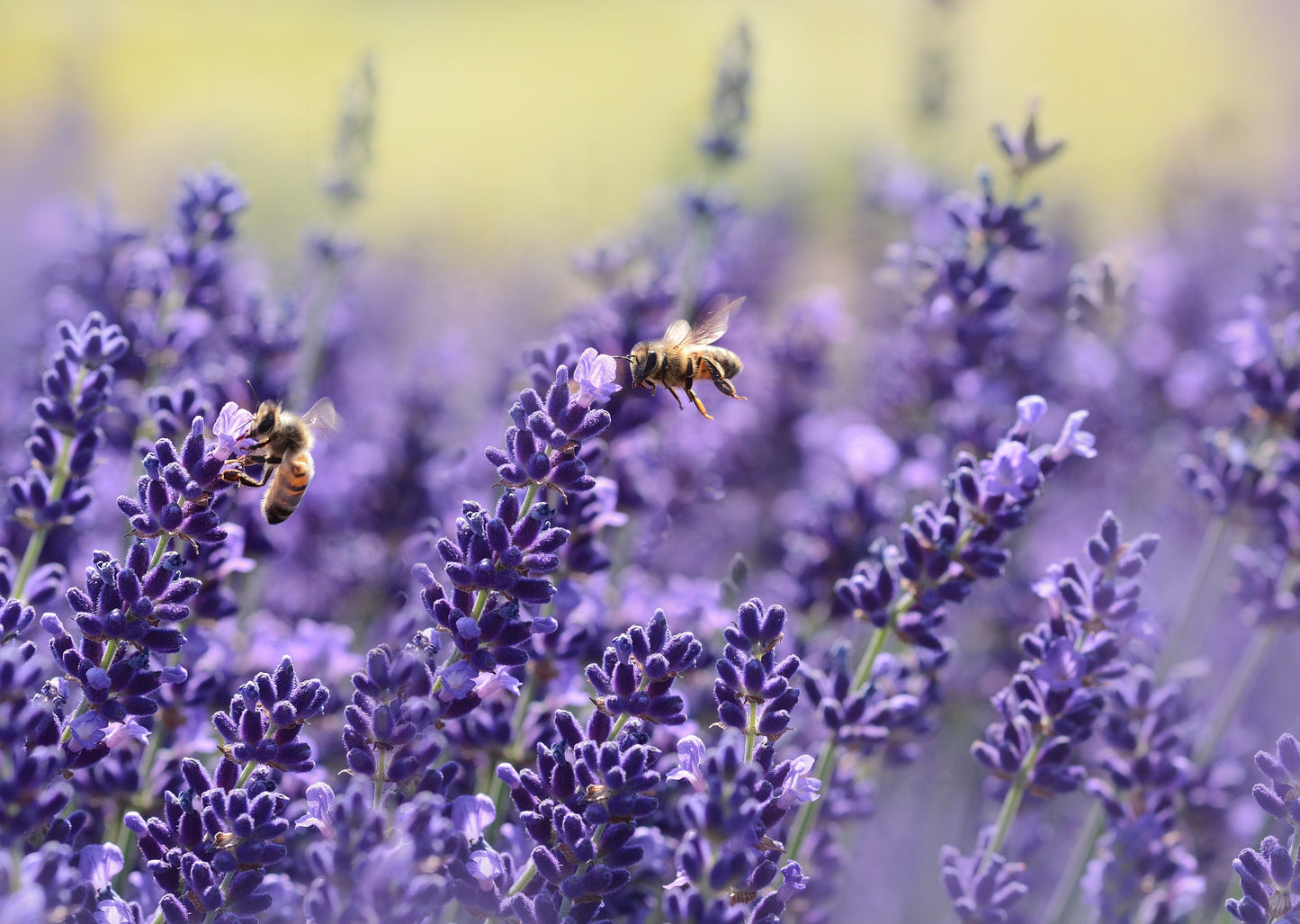 Lavender Field Closeup Photograph Print 100% Australian Made