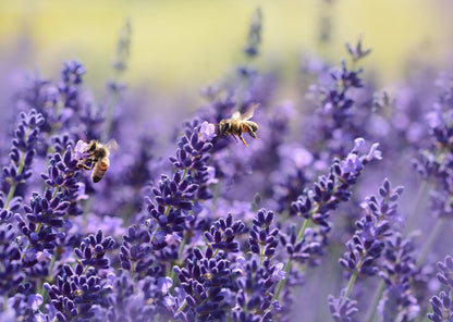 Lavender Field Closeup Photograph Print 100% Australian Made