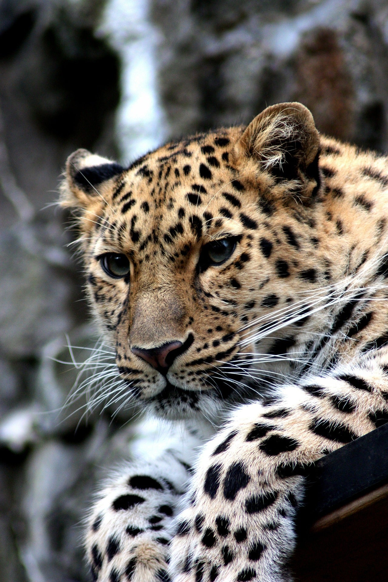 Leopard Closeup Photograph Home Decor Premium Quality Poster Print Choose Your Sizes