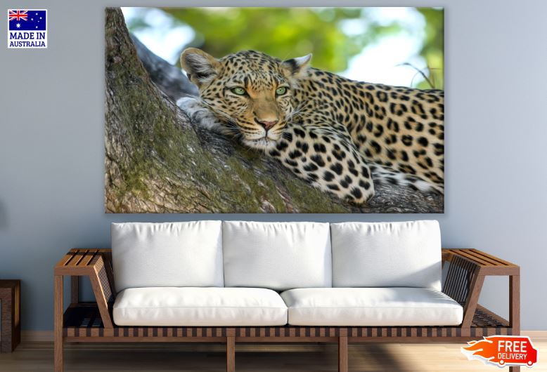 Leopard on a Tree Photograph Print 100% Australian Made