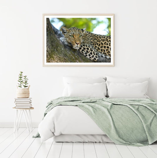 Leopard on Tree Photograph Home Decor Premium Quality Poster Print Choose Your Sizes
