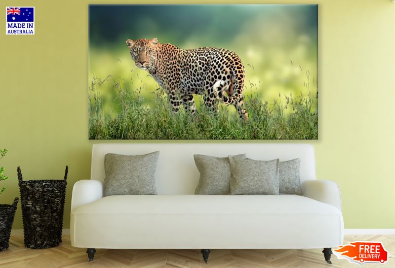 Leopard on Grass Photograph Print 100% Australian Made