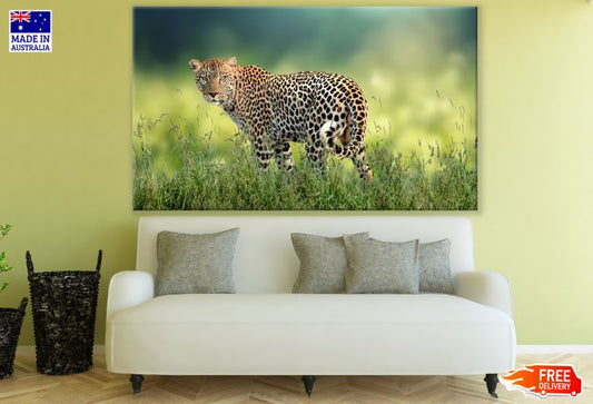 Leopard on Grass Photograph Print 100% Australian Made