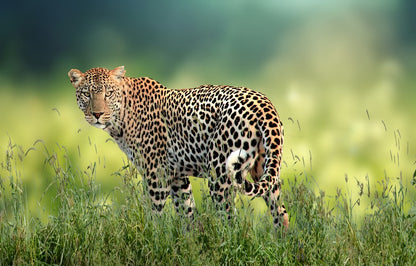 Leopard on Grass Photograph Print 100% Australian Made