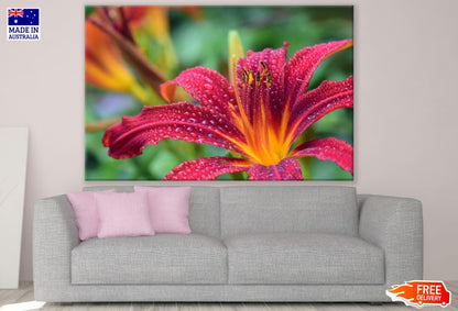 Fuchsia Bloom with Orange Center Photograph Print 100% Australian Made