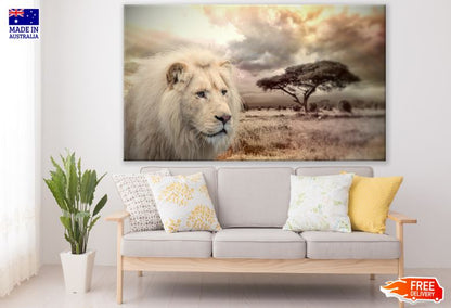 White Lion on Field Photograph Print 100% Australian Made