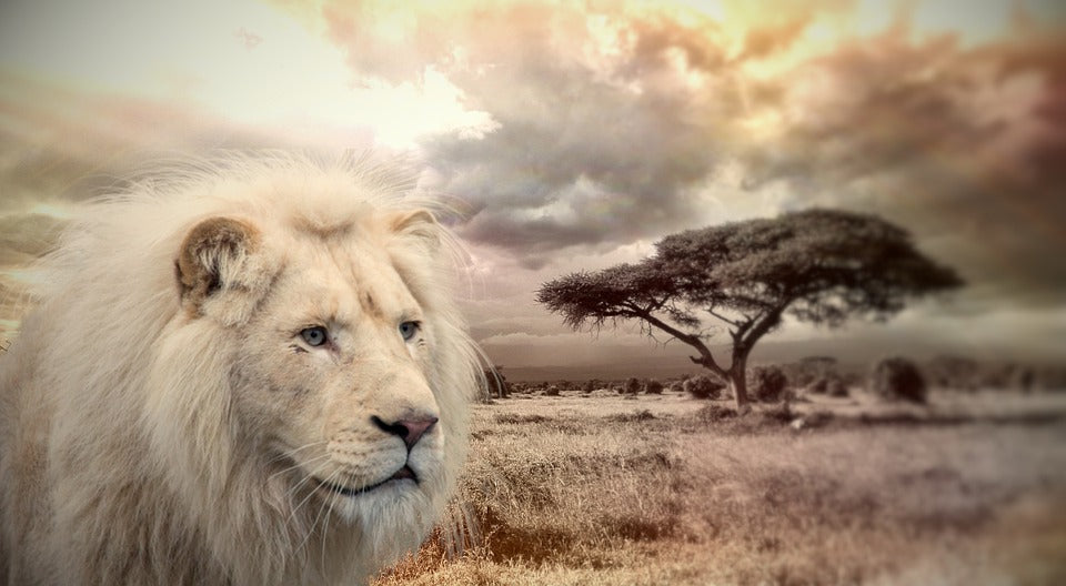 White Lion on Field Photograph Print 100% Australian Made