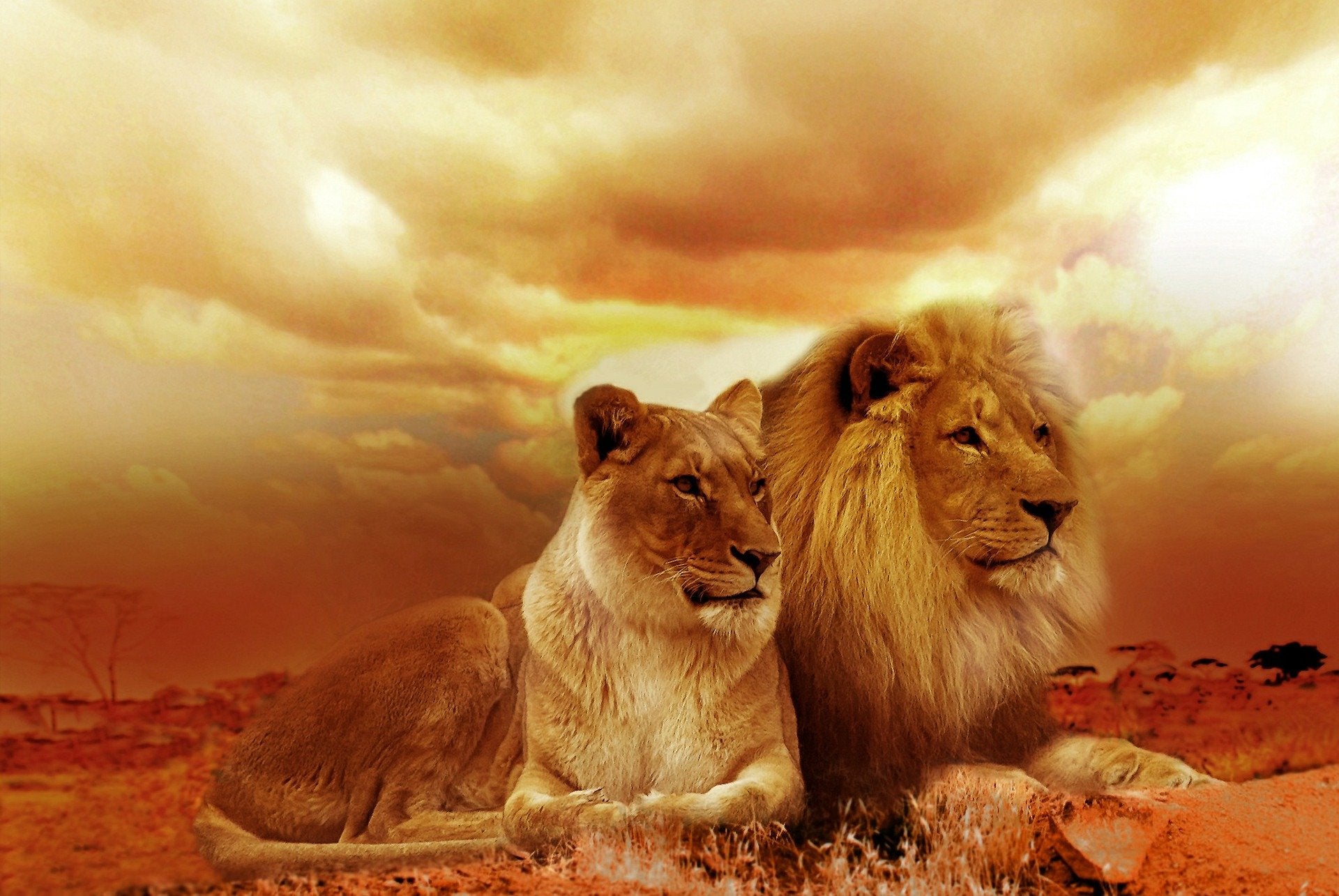 Lion Couple On Sunset Print 100% Australian Made