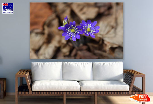 Liverwort Flower Closeup Photograph Print 100% Australian Made