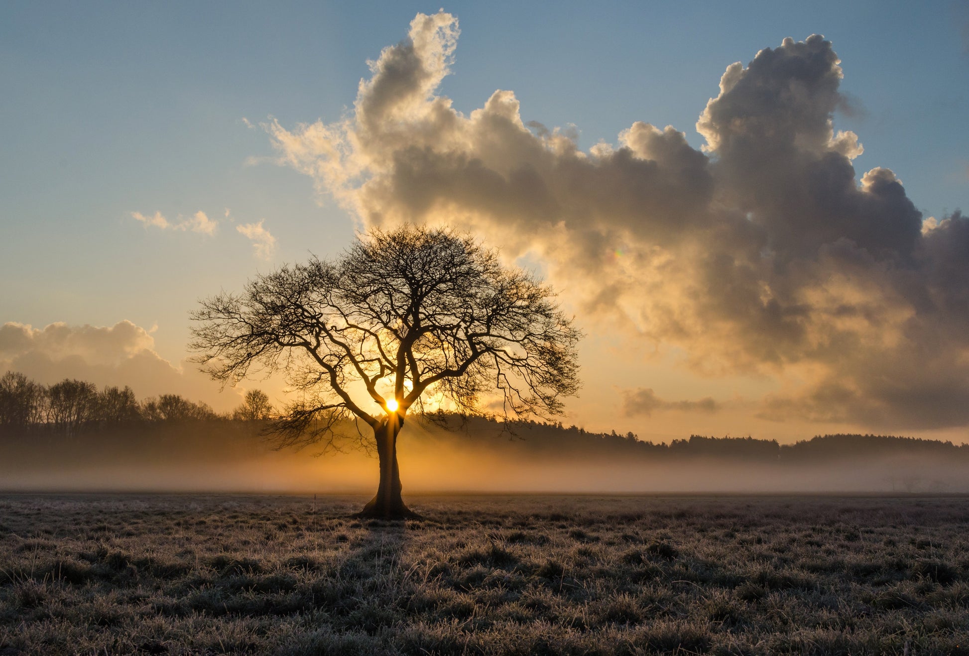Alone Tree on Meadow at Sunset Scenery Photograph Print 100% Australian Made