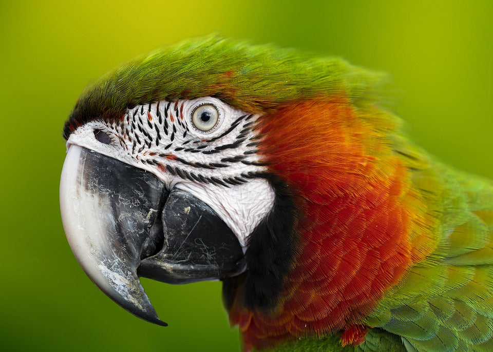Parrot Portrait Photograph Print 100% Australian Made