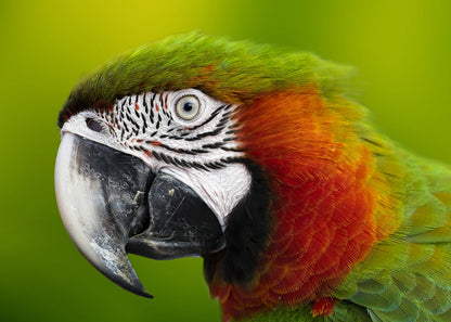 Parrot Portrait Photograph Print 100% Australian Made