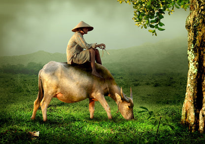 Man on Cow Photograph Print 100% Australian Made