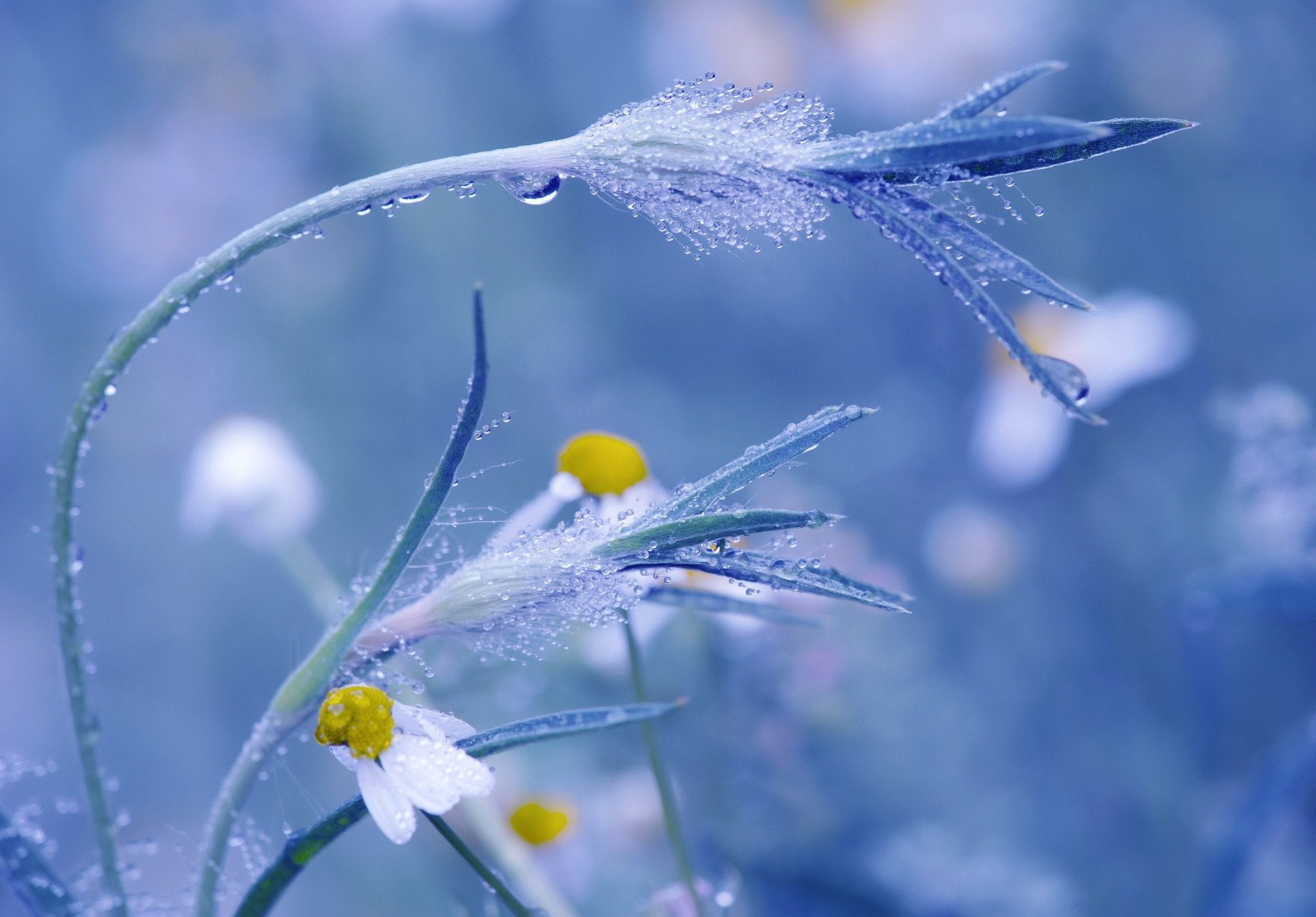 Flowers with Water Splash Photograph Print 100% Australian Made