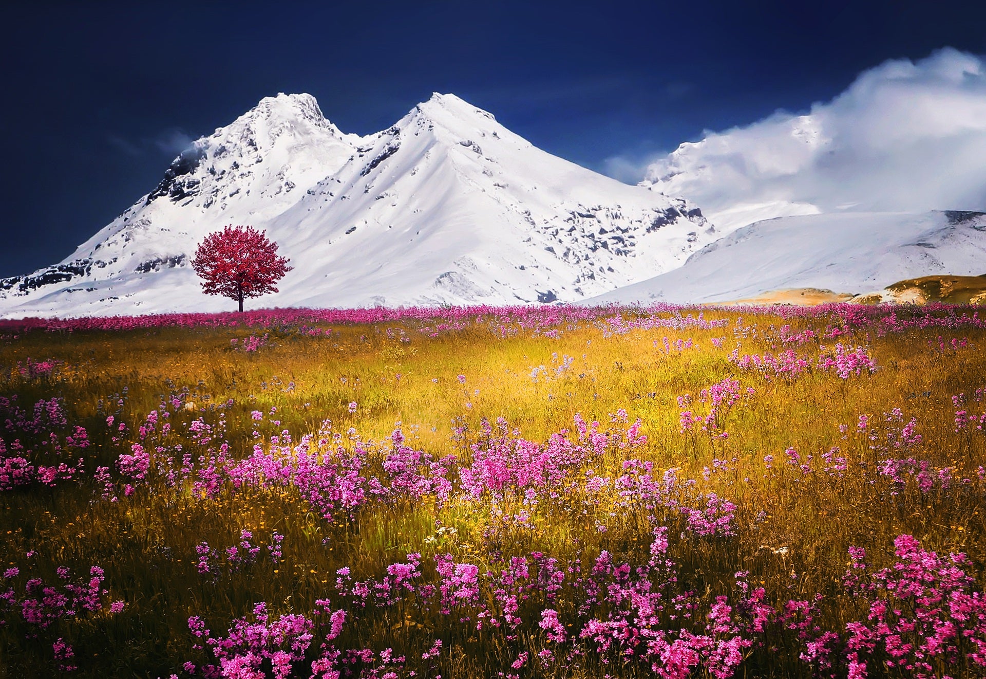 Pink Floral Field Photograph Print 100% Australian Made