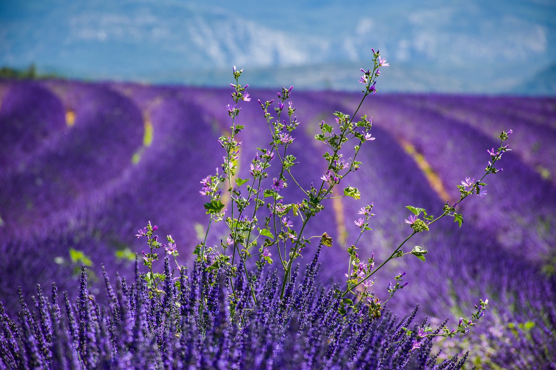 Lavender Field Scenery Photograph Home Decor Premium Quality Poster Print Choose Your Sizes