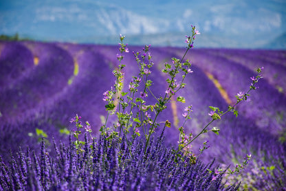 Lavender Field Scenery Photograph Print 100% Australian Made