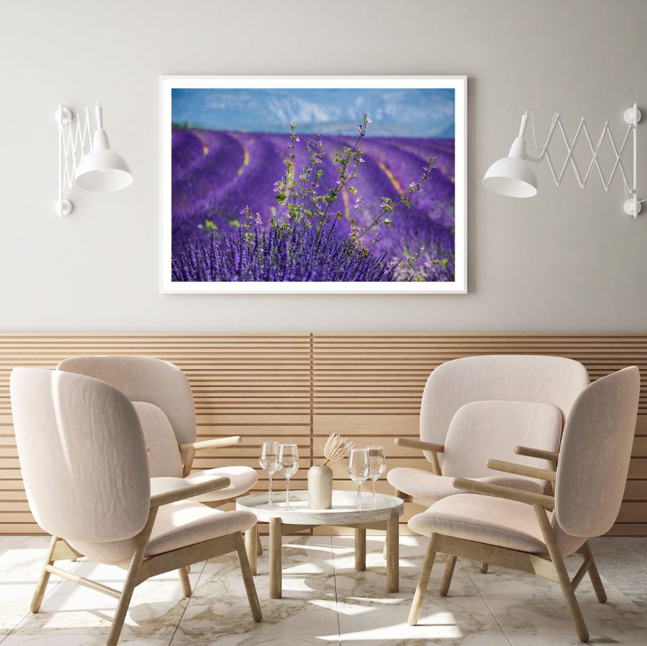 Lavender Field Scenery Photograph Home Decor Premium Quality Poster Print Choose Your Sizes