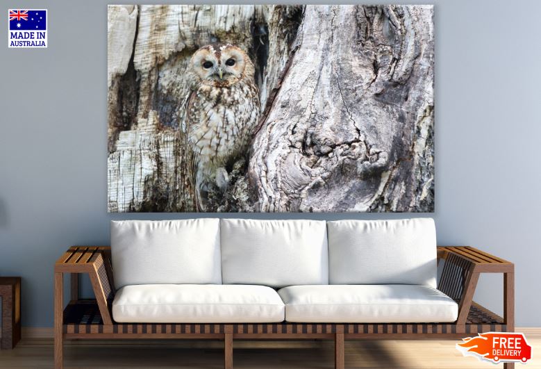 Grey Owl on a Tree Photograph Print 100% Australian Made