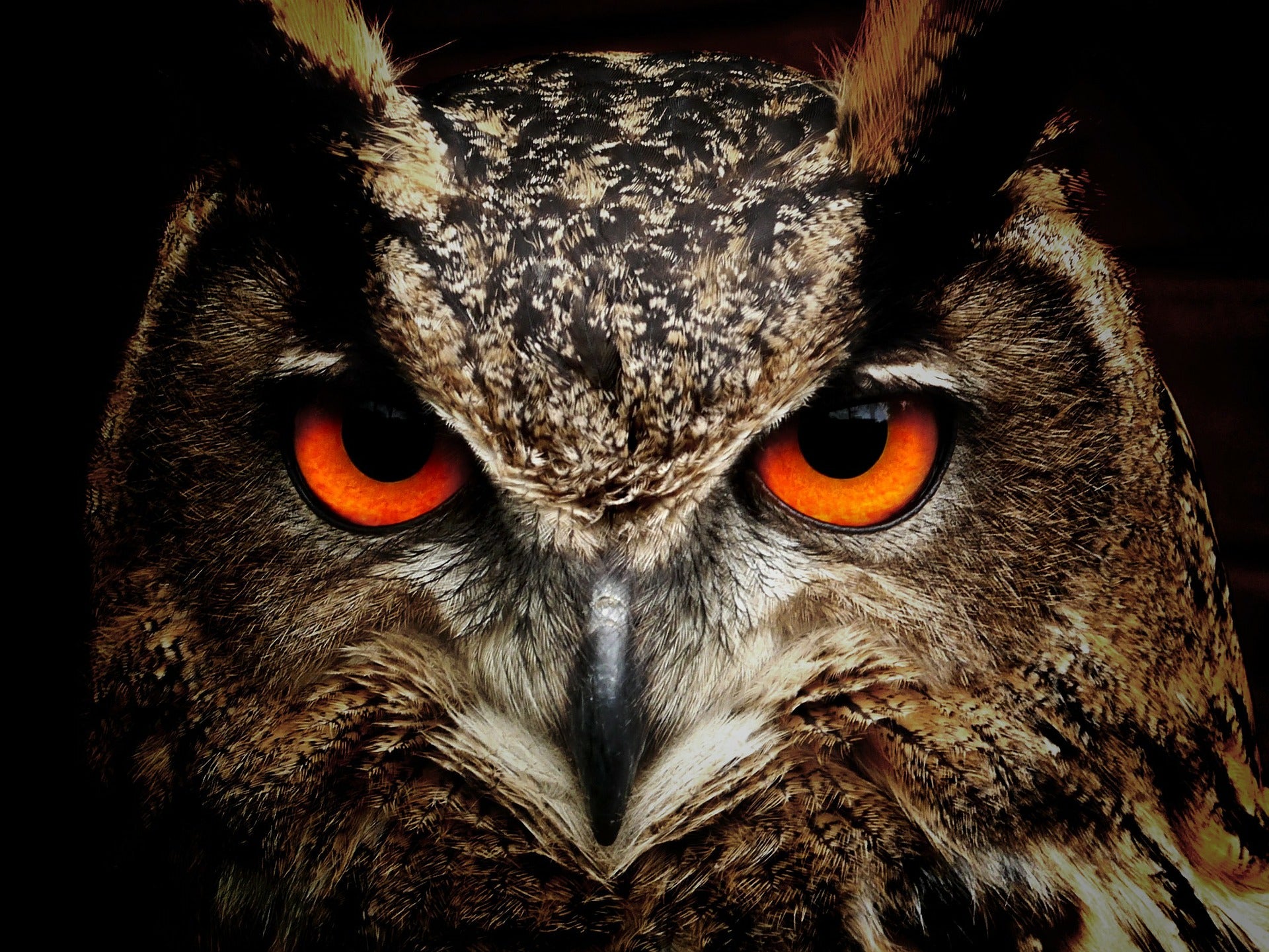 Owl Portrait Closeup Photograph Home Decor Premium Quality Poster Print Choose Your Sizes