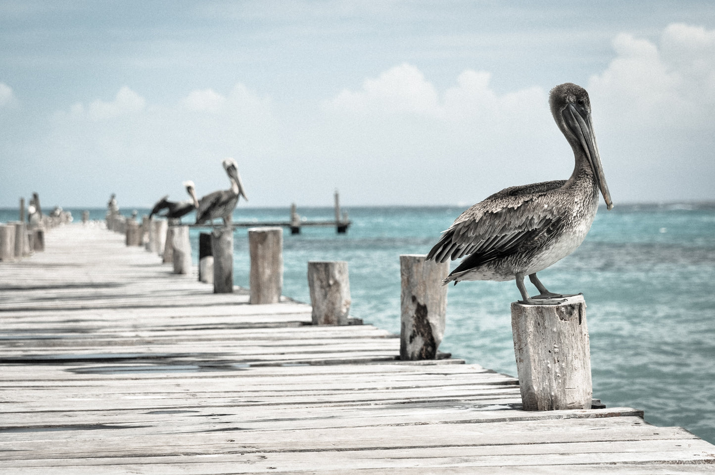 Birds on Wooden Pier Over Sea Home Decor Premium Quality Poster Print Choose Your Sizes