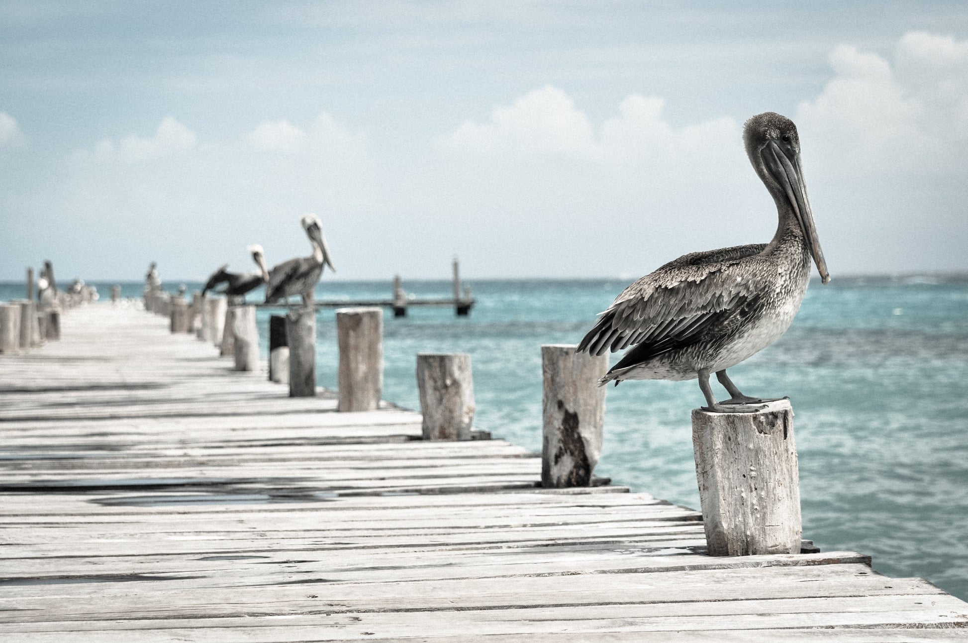 Birds on Wooden Pier Over Sea Home Decor Premium Quality Poster Print Choose Your Sizes