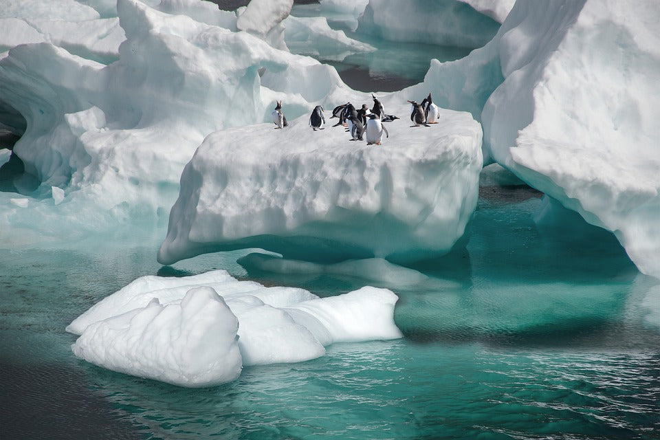 Penguins on Glacier in Sea Photograph Print 100% Australian Made